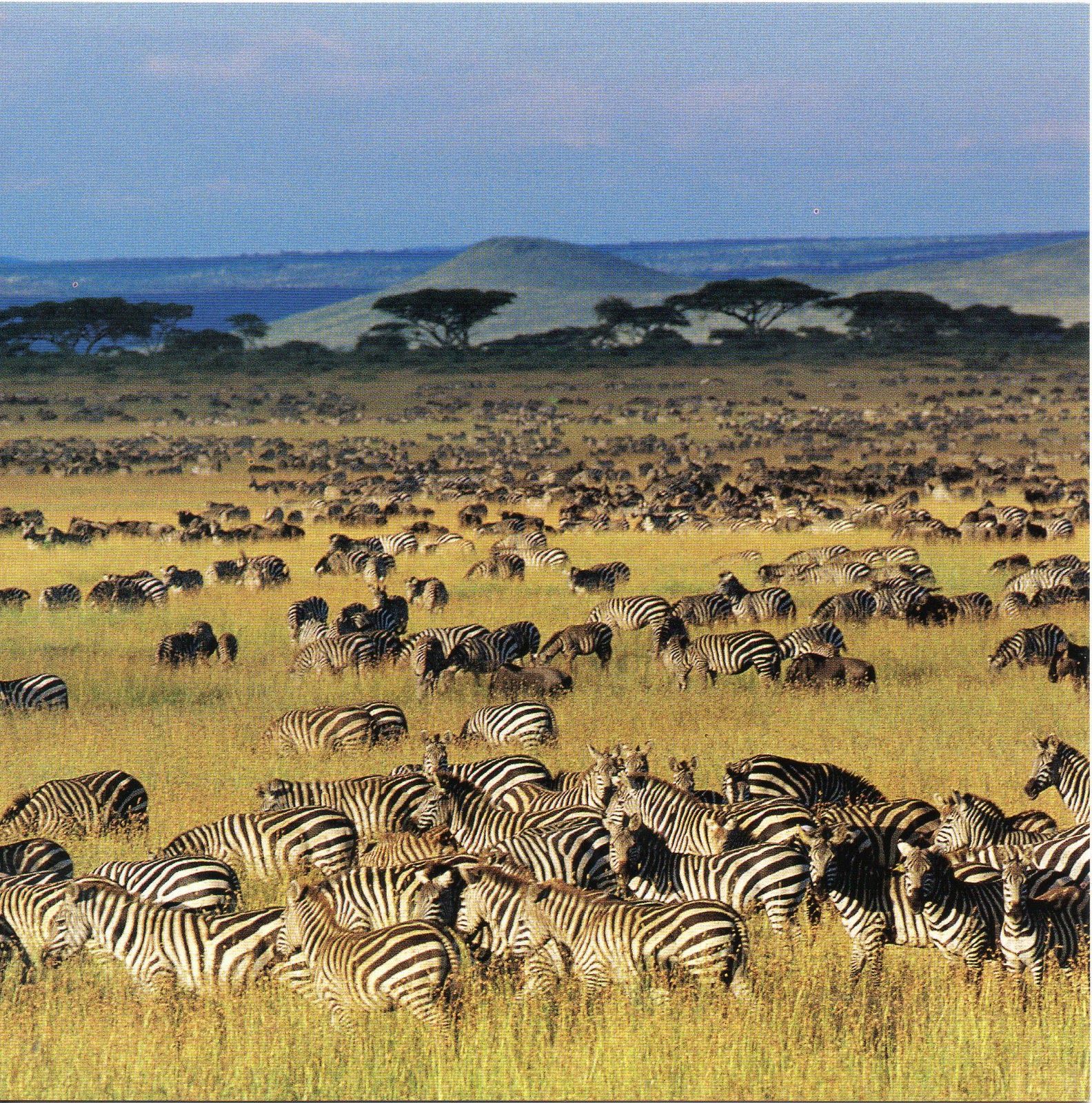 A three days Tour to Serengeti National Park, Ngorongoro Conservation Area and the Hadzabe Land
